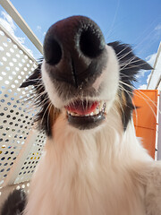 Image showing Australian Shepherd Dog portrait