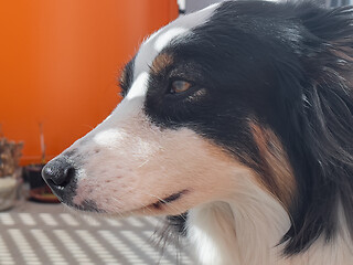 Image showing Australian Shepherd Dog portrait