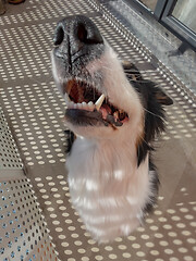 Image showing Australian Shepherd Dog portrait