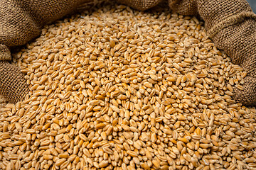 Image showing Wheat grain in sack