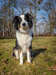 Image showing Australian Shepherd Dog at park