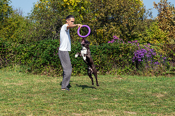 Image showing A man trains amstaff