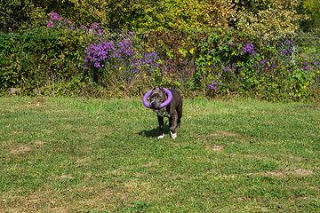Image showing American Staffordshire Terrier outdoor
