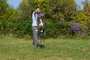 Image showing A man trains amstaff