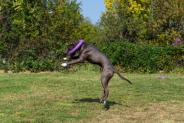 Image showing American Staffordshire Terrier outdoor