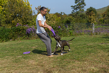 Image showing A man trains amstaff