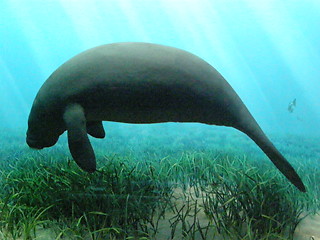 Image showing Sea Animal