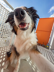 Image showing Australian Shepherd Dog portrait