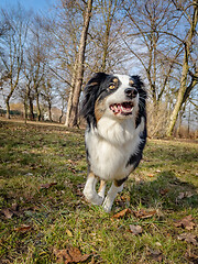 Image showing Australian Shepherd Dog at park