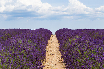 Image showing Lavender cultivated field on the path