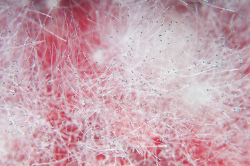 Image showing Mold background. Macro shot of mold