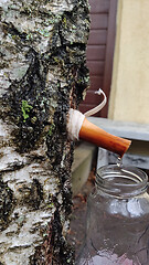 Image showing The spring gathering of birch sap in a bottle