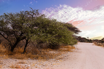 Image showing landscape namibia Etosha game reserve