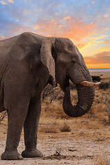 Image showing big african elephants on Etosha national park