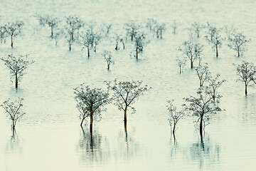 Image showing Plants on a pond rising from the water