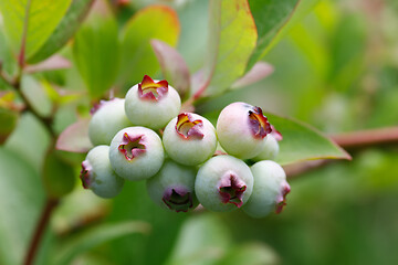 Image showing Unripe blue berry fruit in summer garden