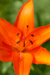 Image showing Detail of flowering orange lily