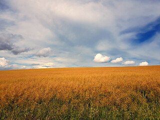 Image showing yellow ripe rape field with blue sky