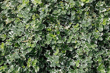 Image showing green summer grass and other plant texture