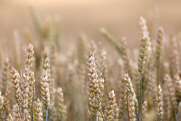 Image showing ripe golden wheat field in summertime