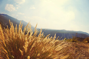 Image showing summer landscape