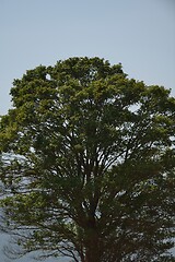 Image showing lonely tree on meadow