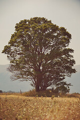 Image showing lonely tree on meadow