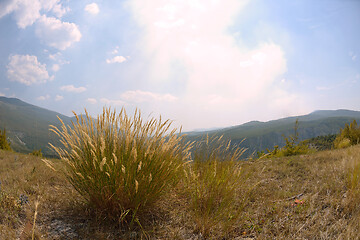 Image showing summer landscape