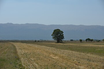 Image showing lonely tree on meadow