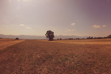 Image showing summer landscape