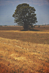 Image showing lonely tree on meadow