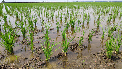 Image showing Paddy field platation season