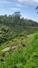 Image showing Tegalalang rice terraces in Ubud, Bali