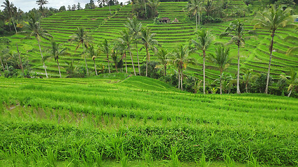 Image showing Jatiluwih rice terrace with sunny day in Ubud, Bali