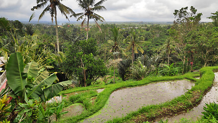 Image showing Tegalalang rice terraces in Ubud, Bali