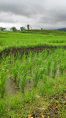 Image showing Jatiluwih rice terrace day in Ubud, Bali