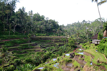 Image showing Tegalalang rice terraces in Ubud, Bali