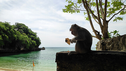 Image showing Monkey at Padang Padang beach
