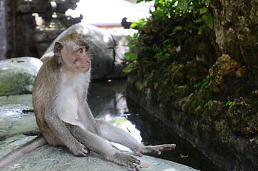 Image showing Monkey in the sacred Monkey Forest in Bali