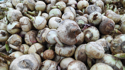 Image showing Heap of arrowhead or arrowroot