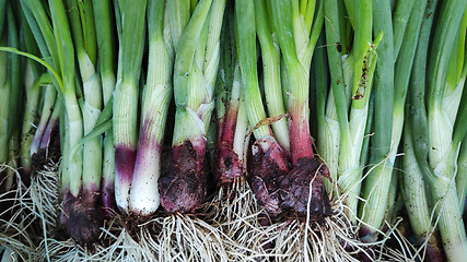 Image showing Row of spring onions