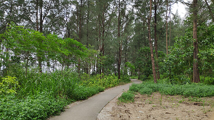 Image showing Road way to the jungle