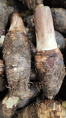 Image showing Fresh yam for cooking