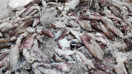 Image showing Fresh cooled squid on ice 