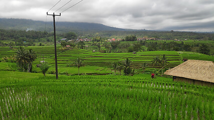 Image showing Jatiluwih rice terrace day in Ubud, Bali