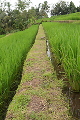 Image showing Jatiluwih rice terrace in Ubud, Bali