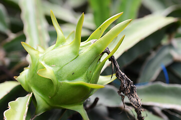 Image showing Green dragon fruit