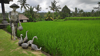 Image showing Green young rice field in Bali