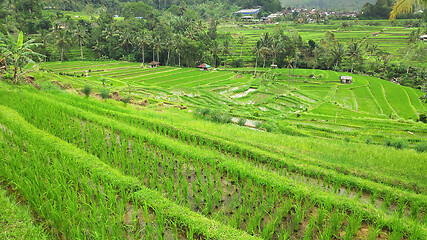 Image showing Jatiluwih rice terrace with sunny day in Ubud, Bali