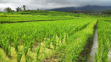 Image showing Jatiluwih rice terrace day in Ubud, Bali